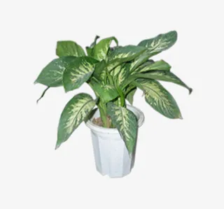 万年青png图片免抠