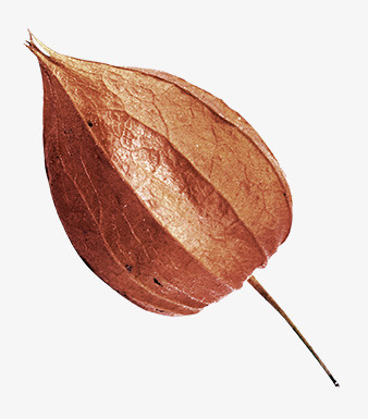 花果免抠