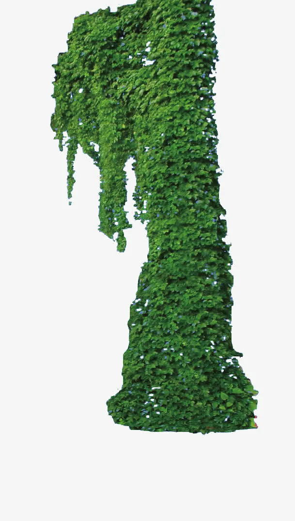绿色植物爬山虎素材免抠