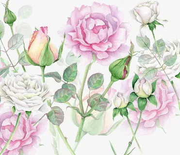 水粉花卉免抠 水粉花卉免抠