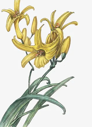 浅黄色手绘萱草免抠