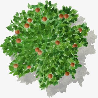 浅绿色果树杨梅水彩风手绘带投影免抠