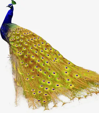 高清摄影高贵的孔雀合成免抠