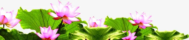 紫色荷花荷花池中秋免抠