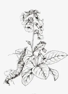 手绘草药线稿6免抠 手绘草药线稿6免抠