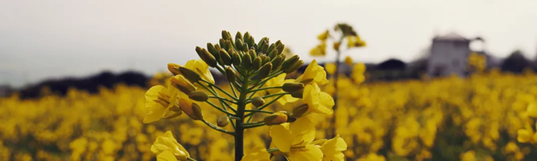 黄色油菜花美观背景高清