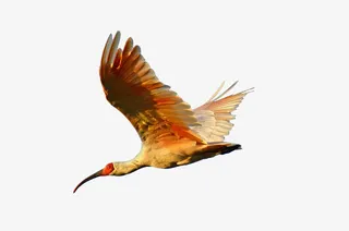 朱鹮国家保护动物免抠