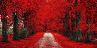 红色的森林高清背景图片