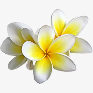 鸡蛋花花朵免抠