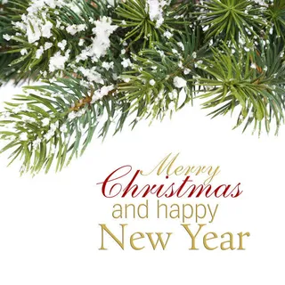 高清松树背景素材