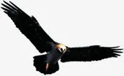 雄鹰展翅自由翱翔免抠