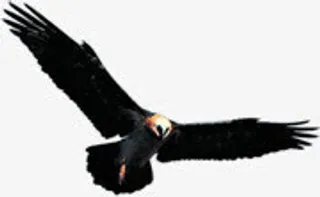 雄鹰展翅自由翱翔免抠