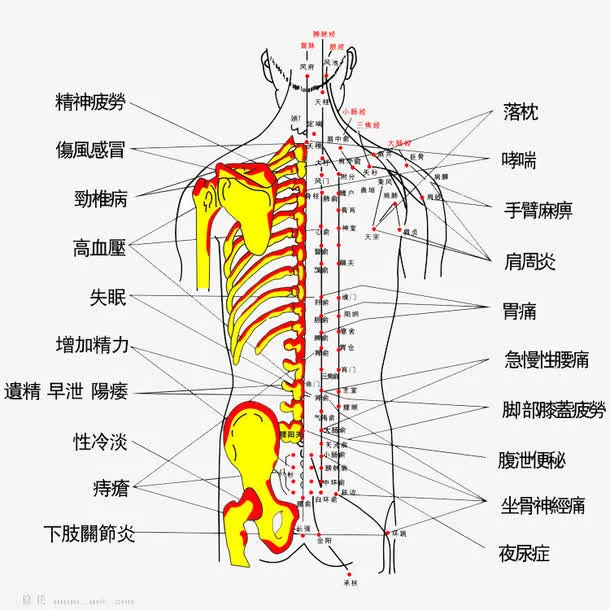 按摩背部主治疾病免抠