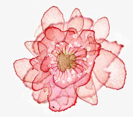 粉色浪漫唯美花纹海报背景图片