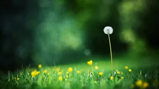 绿色草地蒲公英海报背景素材