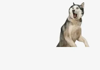 高清摄影实拍小狗免抠