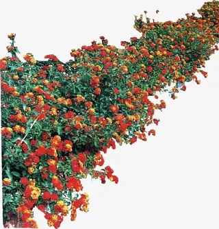 高清创意花卉园艺花园免抠