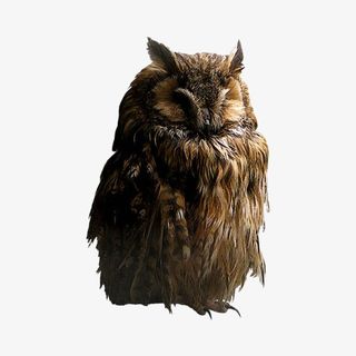 猫头鹰免扣PNG免抠