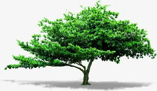 春天景观城市大树免抠