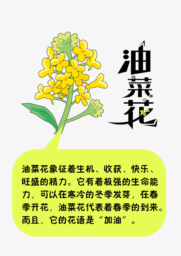 油菜花花语 油菜花免抠