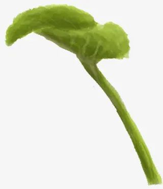 手绘绿色卡通树叶装饰荷叶免抠