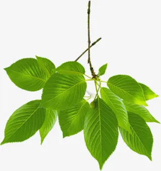 绿色树叶树枝毕业季免抠