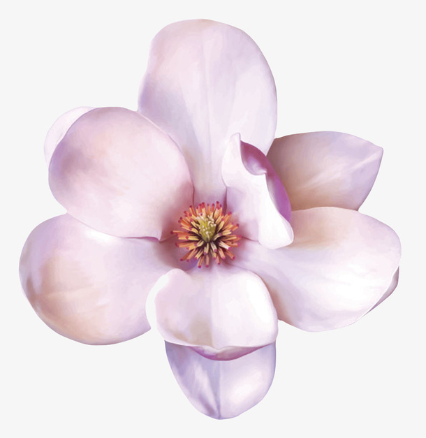 紫白色香味可见花芯的玉兰花瓣实免抠