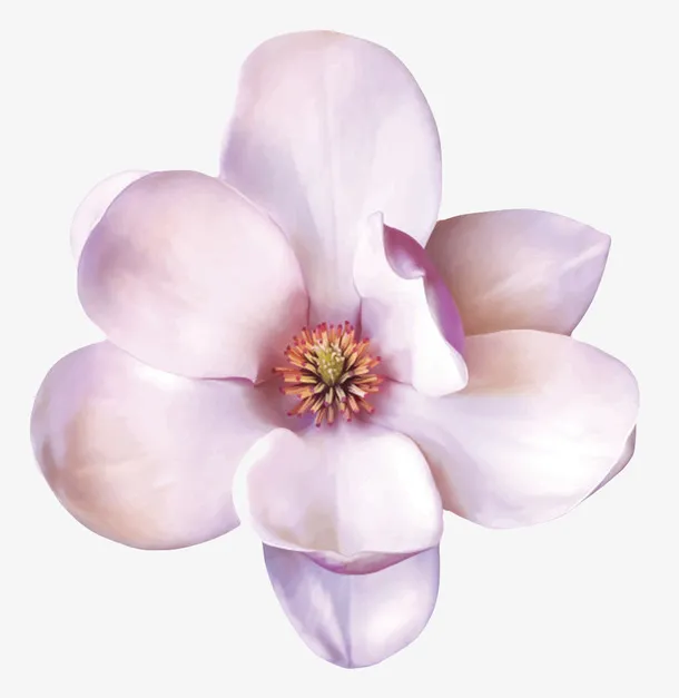 紫白色香味可见花芯的玉兰花瓣实免抠