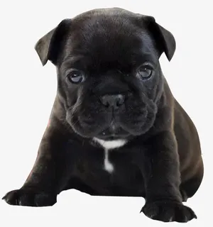 法斗的种类免抠