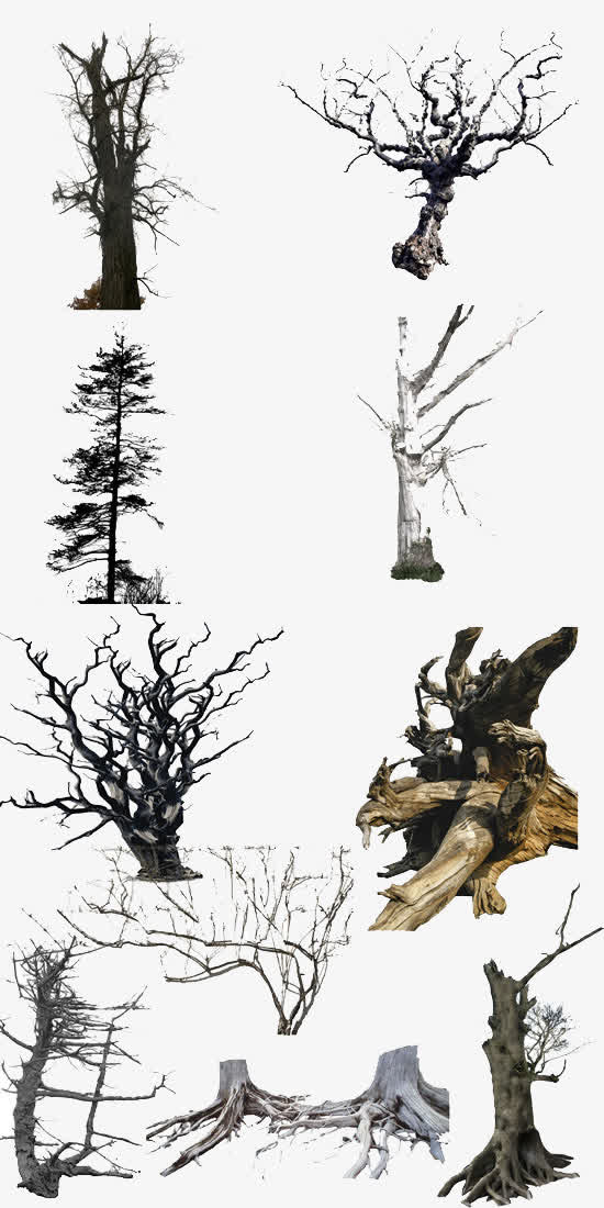 4种枯树免抠