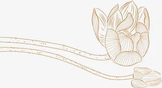 荷花矢量高清立绘背景素材