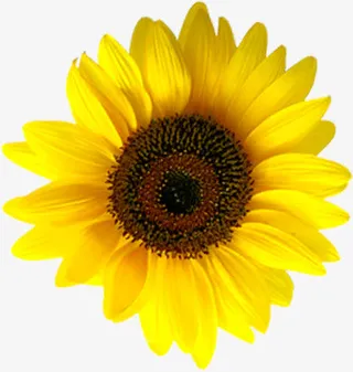 春天黄色缤纷花朵免抠