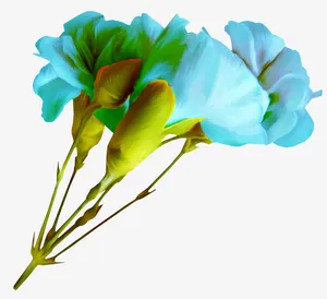 花卉免抠