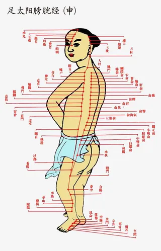 足太阳膀胱经免抠