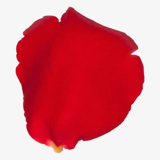 飞舞の  玫瑰花瓣免抠