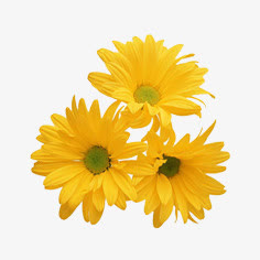 花朵免抠