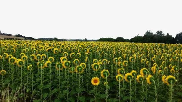 向日葵花海免抠