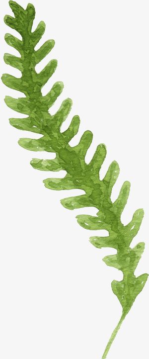 树叶树枝手绘免抠