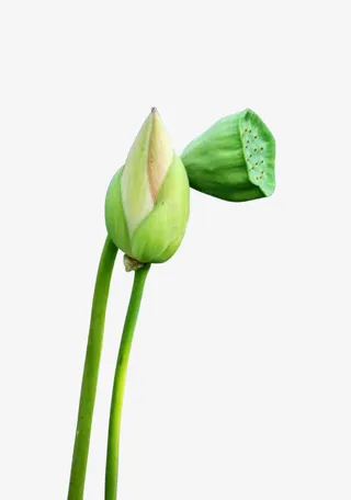 荷花和莲蓬免抠
