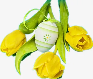 含苞欲放的郁金香免抠