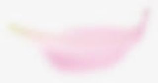 创意高清创意花瓣合成效果免抠