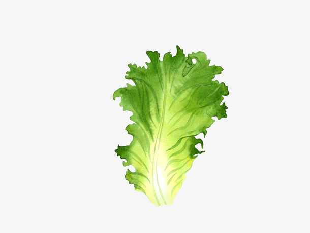 手绘新鲜生菜叶子免抠