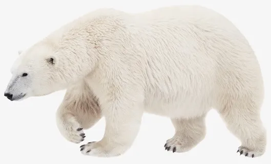 行走的白色北极熊免抠