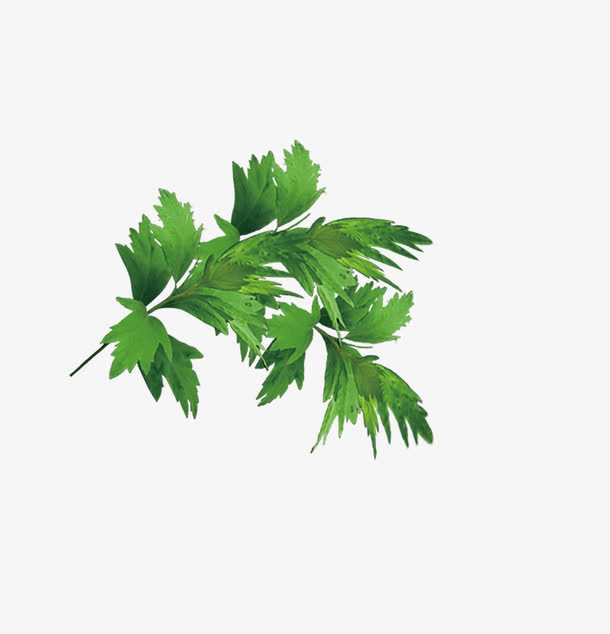 芹菜叶免抠