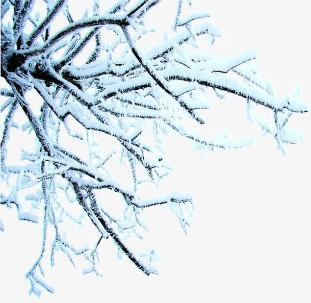挂满雪的树枝免抠