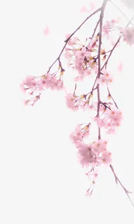 一枝樱花免抠素材免抠 一枝樱花免抠素材免抠