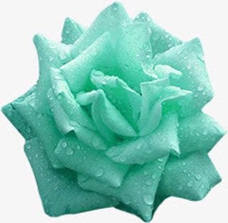 绿色水珠玫瑰花七夕情人节免抠