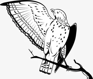 矢量手绘树枝上的鹰免抠