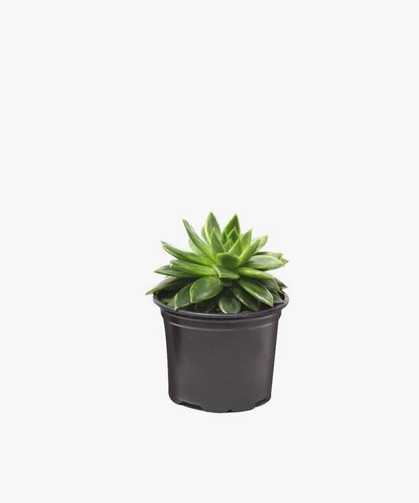 植物盆栽装饰无背景免抠多肉PNG