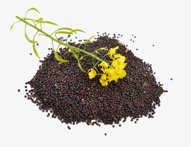 油菜籽PNG图片免抠